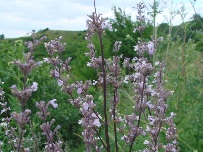 Nepeta nuda