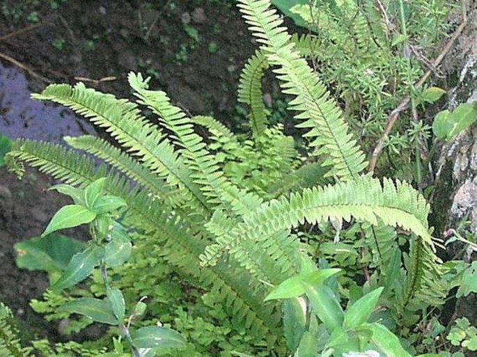 Nephrolepis undulata