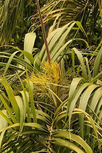 Nephrosperma van-houtteanum