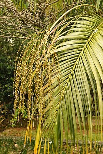 Nephrosperma van-houtteanum