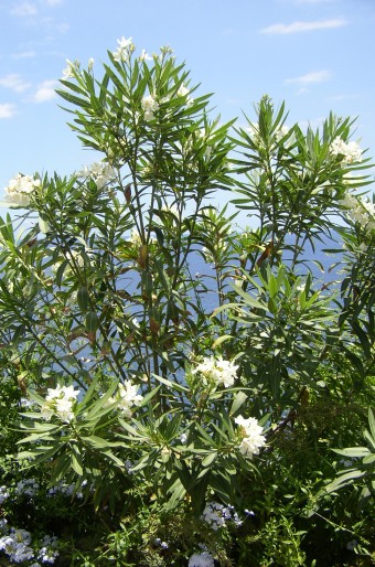 Nerium oleander