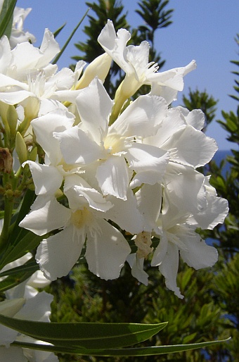 Nerium oleander