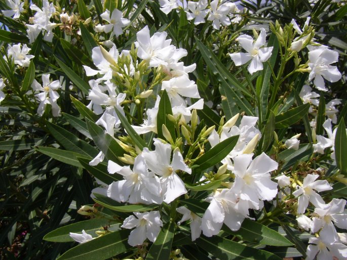 Nerium oleander