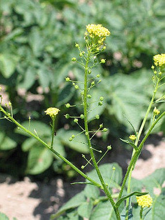 Neslia paniculata