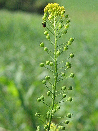 Neslia paniculata