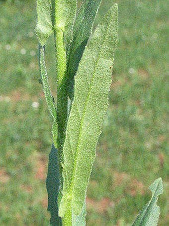 Neslia paniculata