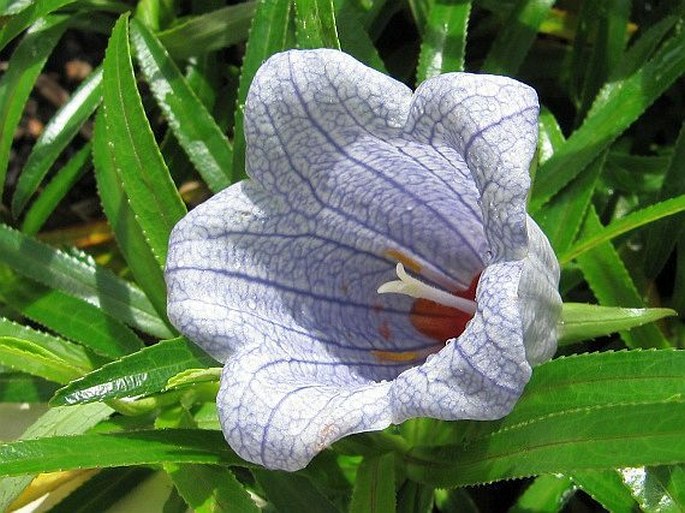 Nesocodon mauritianus