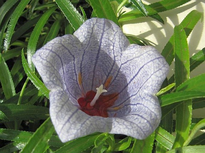 Nesocodon mauritianus