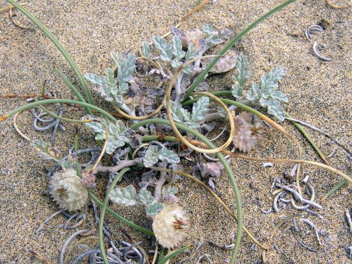 Neurada procumbens