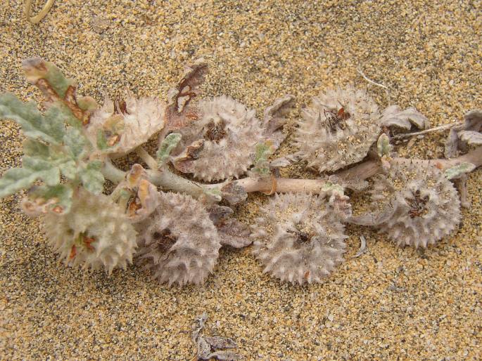 Neurada procumbens