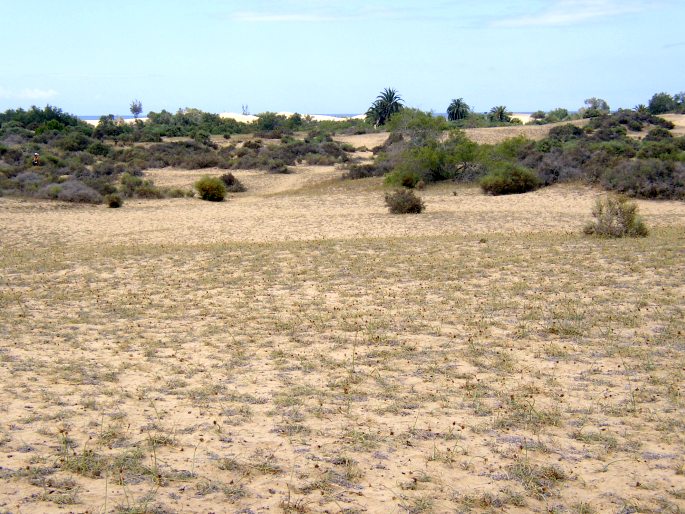 Neurada procumbens