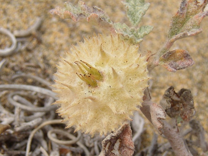 Neurada procumbens