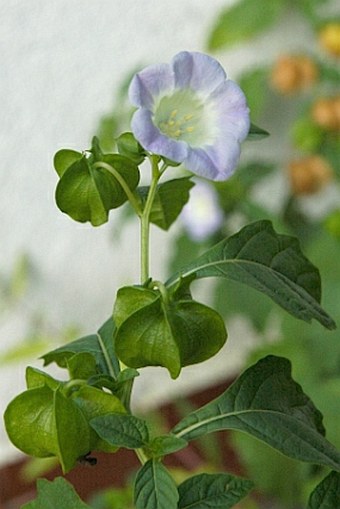 Nicandra physalodes