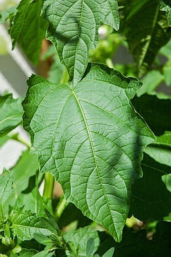 Nicandra physalodes