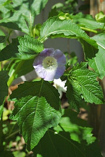 Nicandra physalodes