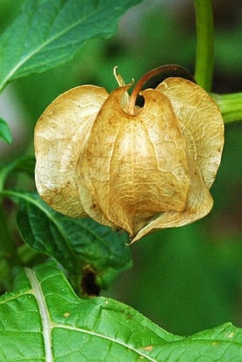 Nicandra physalodes