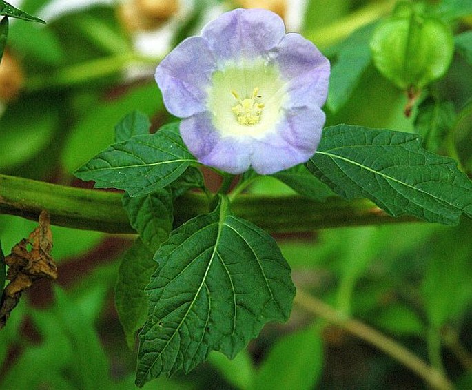 NICANDRA PHYSALODES (L.) Gaertn. - lilík mochyňovitý / nikandra machovkovitá