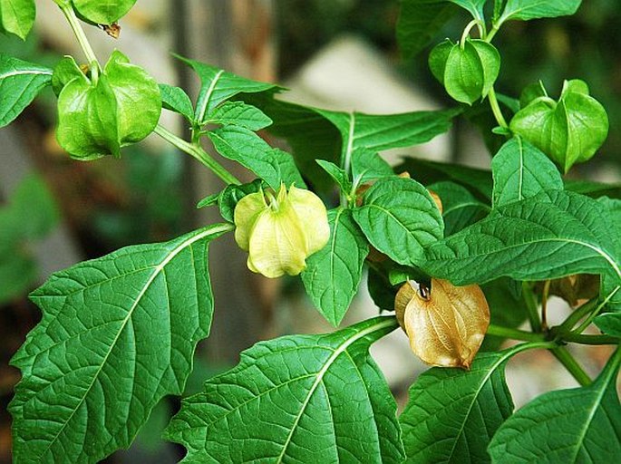 Nicandra physalodes