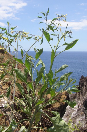 Nicotiana glauca