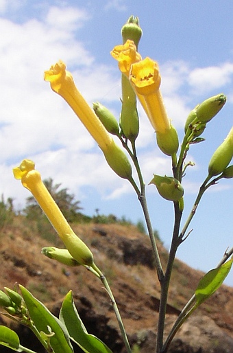 Nicotiana glauca