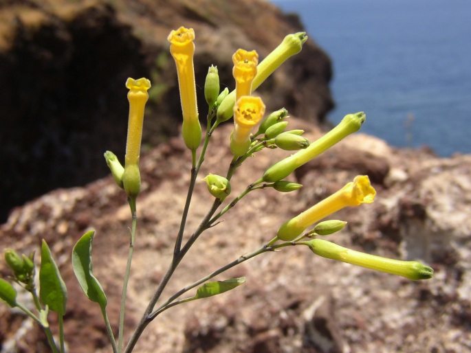 Nicotiana glauca