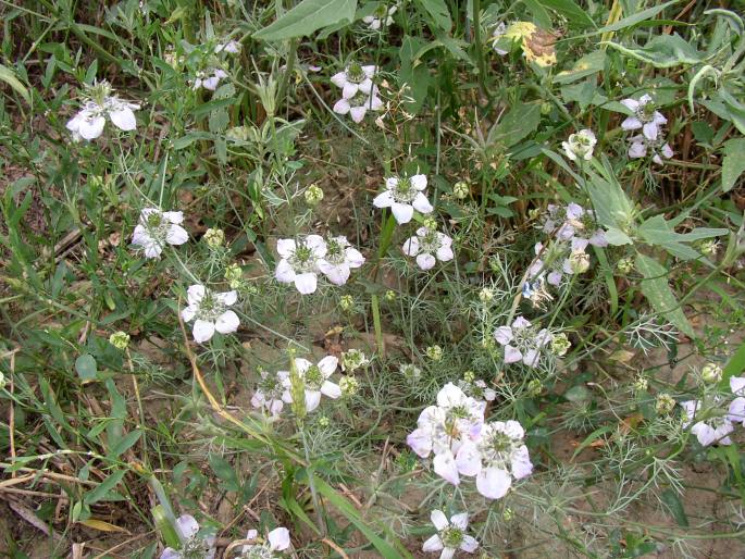 Nigella arvensis