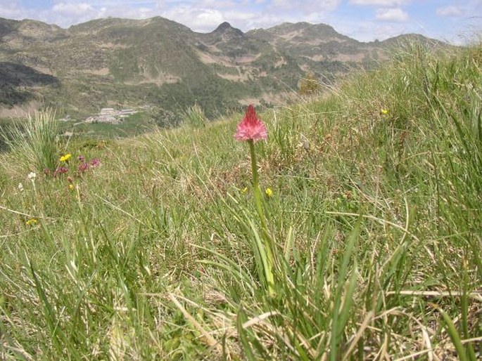 Nigritella corneliana