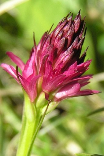 Nigritella rubra