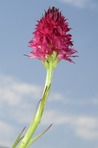 Nigritella rubra