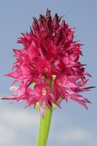 Nigritella rubra