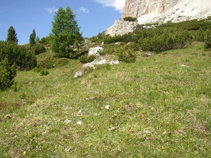 Nigritella rubra