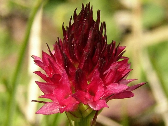 NIGRITELLA RUBRA (Wettst.) K. Richt. – temnohlávek červený / tmavohlávka červená