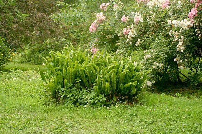 Giardini di Ninfa