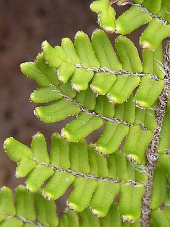 Notholaena marantae subsp. subcordata