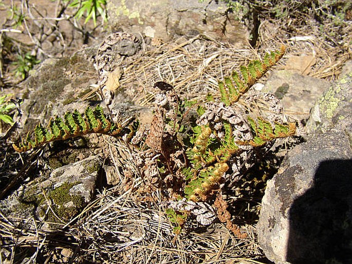 Notholaena marantae subsp. subcordata