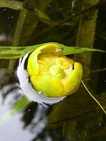 Nuphar lutea