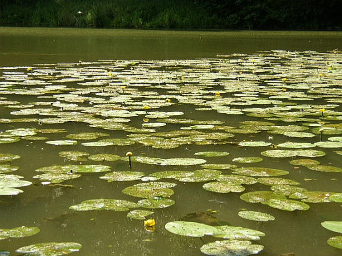 Nuphar lutea