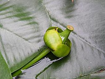 Nuphar lutea