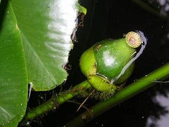 Nuphar lutea