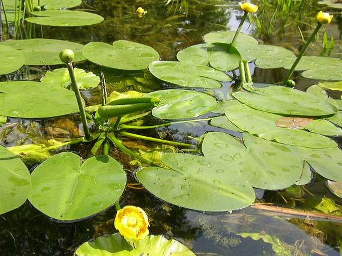 NUPHAR LUTEA (L.) Smith - stulík žlutý / leknica žltá