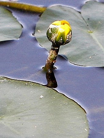 Nuphar pumila