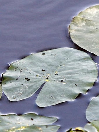 Nuphar pumila