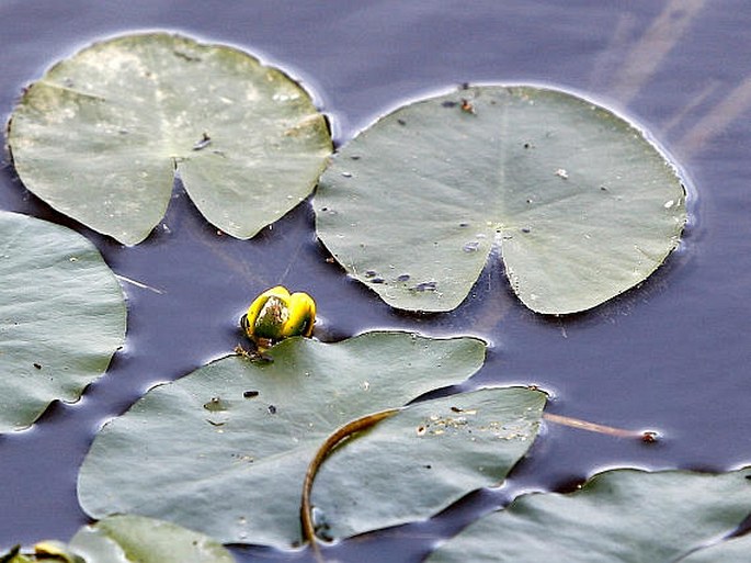 Nuphar pumila