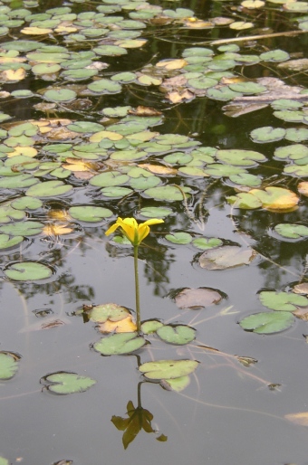 Nymphoides peltata