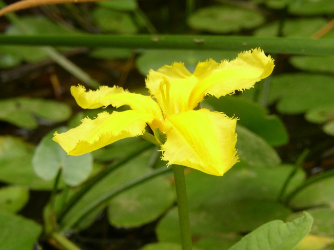 Nymphoides peltata