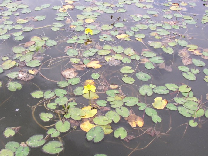 Nymphoides peltata