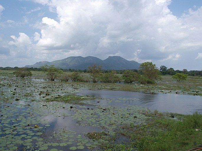 Nymphoides hydrophylla