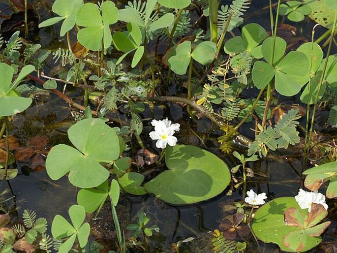 Nymphoides hydrophylla