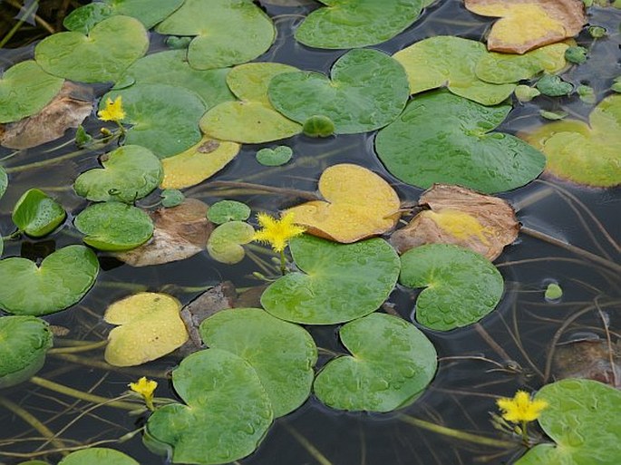 Nymphoides thunbergiana