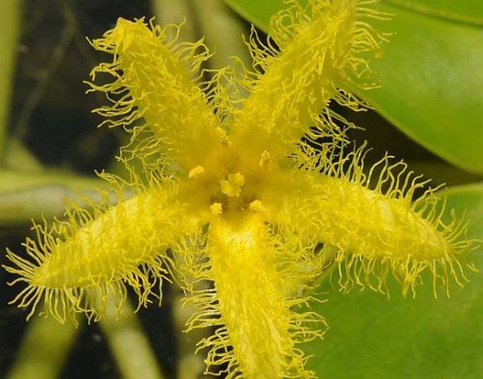 Nymphoides thunbergiana